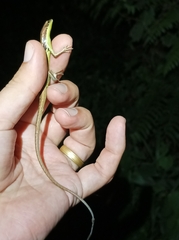 Emoia cyanogaster