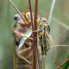 Cicadatra hyalina