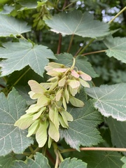 Acer ukurunduense