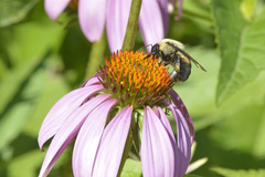 Bombus griseocollis