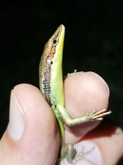 Emoia cyanogaster