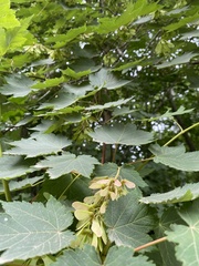 Acer ukurunduense