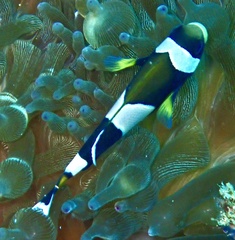 Amphiprion latezonatus