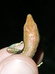 Emoia cyanogaster