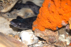 Asymbolus vincenti