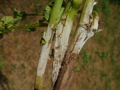 Rhizoctonia solani