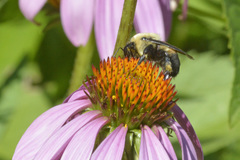 Bombus griseocollis