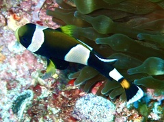Amphiprion latezonatus