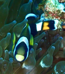 Amphiprion latezonatus