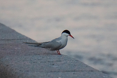 Sterna hirundo