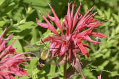 Hemaris diffinis