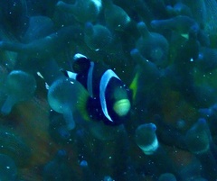 Amphiprion latezonatus