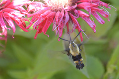Hemaris diffinis