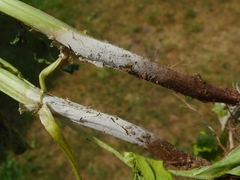 Rhizoctonia solani