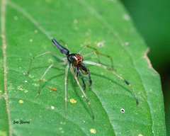 Lyssomanes temperatus