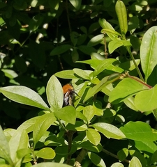 Anthophila