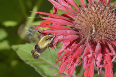 Hemaris diffinis
