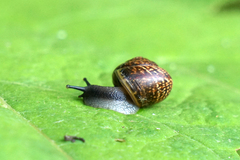 Arianta arbustorum