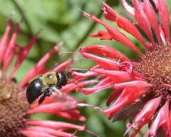 Xylocopa virginica