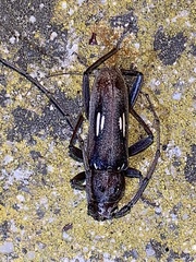 Eburia ovicollis