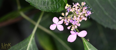 Hydrangea serrata