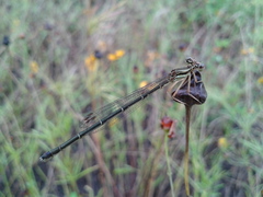 Platycnemis phyllopoda
