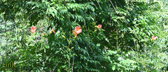 Campsis grandiflora