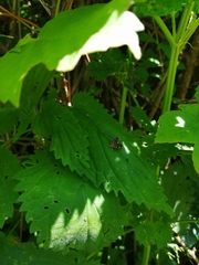 Pterygota