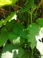 Pterygota