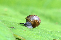 Arianta arbustorum