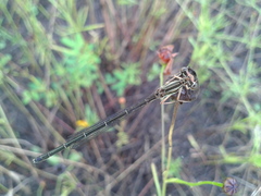 Platycnemis phyllopoda