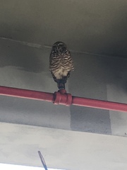 Athene cunicularia floridana