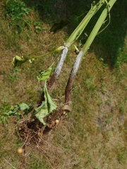 Rhizoctonia solani