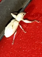 Pandeleteius nodifer