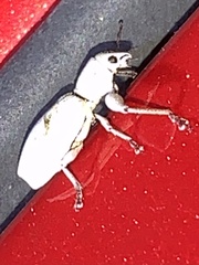 Pandeleteius nodifer