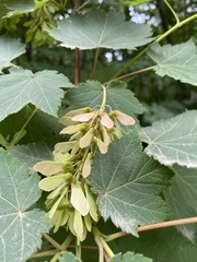 Acer ukurunduense