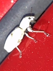 Pandeleteius nodifer