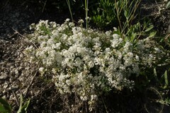 Asperula tephrocarpa