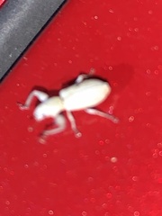 Pandeleteius nodifer