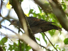 Streptopelia lugens