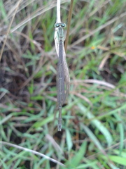 Paracercion v-nigrum