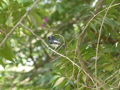 Melaniparus albiventris