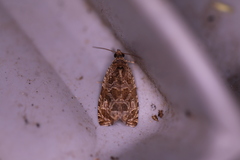 Olethreutes tilianum