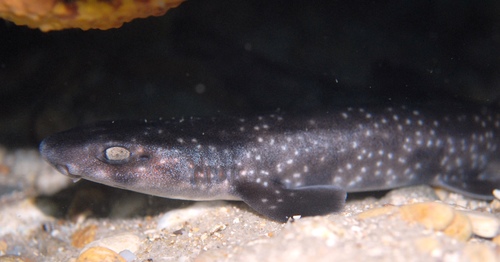 Gulf catshark (Asymbolus vincenti) — Scyliorhinidae — 2