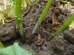 Rhizoctonia solani