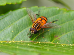 Mesembrius bengalensis