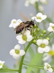 Anthophila