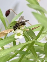 Anthophila