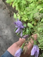 Cicerbita macrophylla