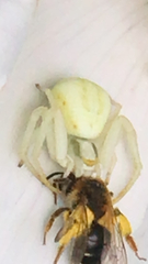 Misumena vatia